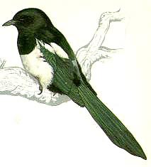magpie.jpg